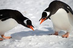 
Two Gentoo Penguins Perform Their Mating Ritual On Cuverville Island On Quark Expeditions Antarctica Cruise
